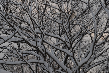 Заснеженные ветки дерева. Snow-covered tree branches. (Сахалин. (marka) - marka