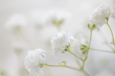 нежные белые цветы с гофрированными лепестками и зелеными стеблями расположены на мягком фоне, создавая безмятежную и элегантную цветочную композицию - Darya Petrenko