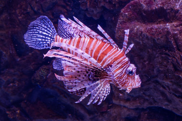 Красная крылатка рыба зебра Pterois volitans плывет в аквариуме на темном фоне кораллов - donsun