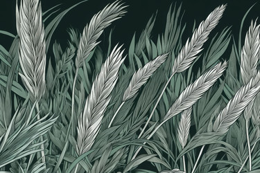 Выгравированный ботанический рисунок пшеницы. Пищевое растение. Генерировать искусственный интеллект - yliv