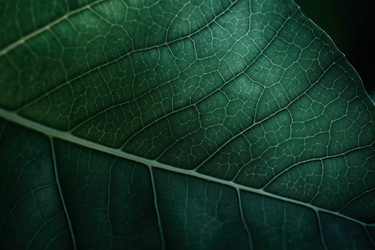 Макрос зеленого листа. Растительная природа. Генерировать искусственный интеллект - yliv