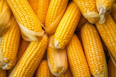 Фон из кукурузы. Свежие органические продукты. Генерировать искусственный интеллект - yliv