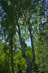 Зеленая крона березы в летнем лесу - bamurse