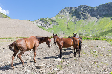 пять лошадей стоят на горной дороге - paha_l
