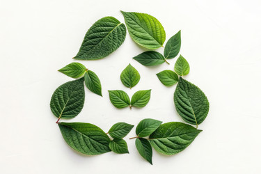 Arrangement of Various Green Leaves in a Circular Pattern on White Background - RomanZ