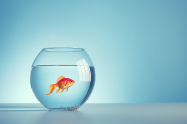 Одна большая миска для рыбы. Домашний питомец. Генерировать искусственный интеллект - yliv