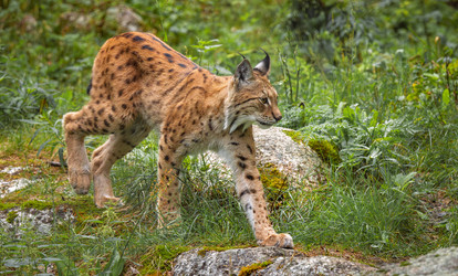 Евразийская рысь (Lynx lynx) в лесу - cookelma