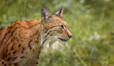 Евразийская рысь (Lynx lynx) в лесу - cookelma