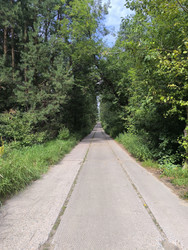 Дорога в лесу - Firuza