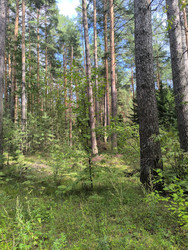 Сосновый лес - Firuza