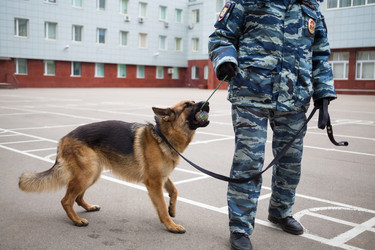 россия, москва - 14 ноября 2014: пастух с мячом и - paha_l