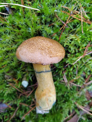 Масленок желто-бурый (Suillus variegatus) - bykgeniy