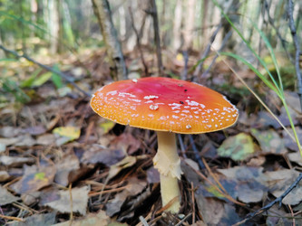 Мухомор красный (Amanita muscaria) - bykgeniy
