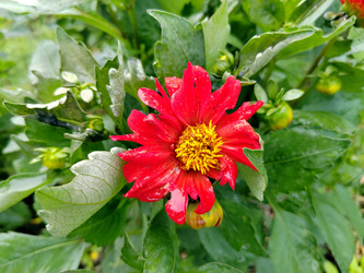 Георгин (лат. Dahlia) — ярко-красный - bykgeniy