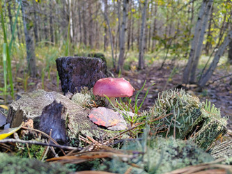 Сыроежка кроваво-красная (Russula sanguinea) - bykgeniy