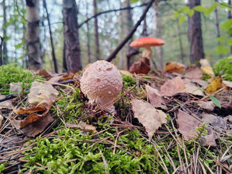 Мухомор серо-розовый (Amanita rubescens) - bykgeniy