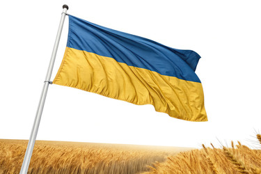 Украинский флаг развевается над золотистыми пшеничными полями в солнечную погоду - RomanZ