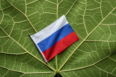Российский флаг изображен на большом зеленом листе в естественной обстановке - RomanZ