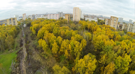 линии электропередач среди деревьев с разноцветной листвой в парке на элк-стрит - paha_l