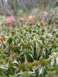 Сфагнум (Sphagnum) — болотный мох с характерными звездообразными розетками и беловато-зелеными веточками, макросъемка текстуры мха с размытым фоном - Mihail_direct