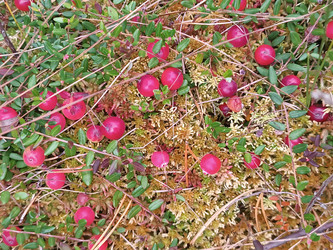 Клюква (Vaccinium oxycoccos) или брусника (Vaccinium vitis-idaea) — розово-красные ягоды на болотной кочке среди мха и лесной подстилки - Mihail_direct