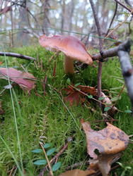Розовато-красный пластинчатый гриб (млечник Lactarius или сыроежка Russula) в густом зеленом мху — макросъемка лесного гриба с сухими листьями и веточками на переднем плане, размытый лес на фоне - Mihail_direct