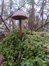 Подберезовик (Leccinum scabrum) — ценный съедобный гриб с коричневой шляпкой и высокой ножкой с темными чешуйками, растущий на моховой кочке в березовом лесу, макросъемка с нижнего ракурса - Mihail_direct