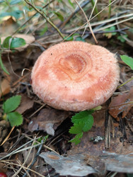 Волнушка розовая (Lactarius torminosus) — вид сверху на розовую шляпку гриба с вдавленным центром и ворсистой текстурой по краям, растущего на лесной подстилке среди хвои и опавших листьев - Mihail_direct