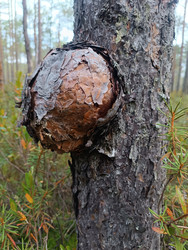 Нарост на стволе сосны (Pinus sylvestris) — серянка (смоляной рак, Cronartium flaccidum), грибковое заболевание хвойных деревьев, вид сбоку - Mihail_direct