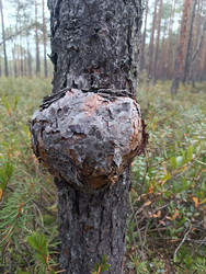 Ствол сосны (Pinus sylvestris) с характерным округлым наростом — серянка (смоляной рак, Cronartium flaccidum), грибковое заболевание хвойных деревьев в сосновом лесу - Mihail_direct