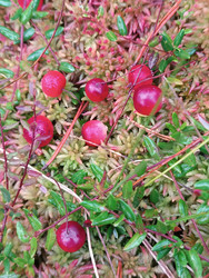 Клюква (Vaccinium oxycoccos) — ярко-красные спелые ягоды с капельками воды, растущие среди сфагнового мха на болоте, макросъемка - Mihail_direct