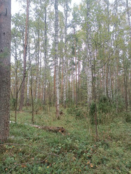 Смешанный лес с березами (Betula) и соснами (Pinus) — белые стволы берез и сосны на фоне зеленой травы и подлеска, поваленное дерево на переднем плане, вертикальная композиция - Mihail_direct