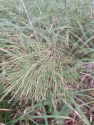 Хвощ лесной (Equisetum sylvaticum) — мутовки тонких игольчатых ветвей, вид сверху, среди травы, макросъемка - Mihail_direct