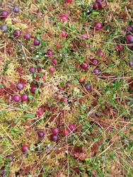 Клюква (Vaccinium oxycoccos) или брусника (Vaccinium vitis-idaea) — темно-красные ягоды среди сфагнового мха и листьев на болотной кочке, вид сверху - Mihail_direct