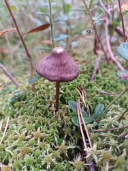 Маленький фиолетово-коричневый гриб (мицена, Mycena) на тонкой ножке, растущий среди зеленого мха (сфагнума) и веточек брусники — макросъемка лесного гриба с конусовидной шляпкой - Mihail_direct