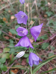 Колокольчик персиколистный (Campanula persicifolia) — фиолетовые колокольчатые цветы с белым бутоном на зеленом стебле, макросъемка - Mihail_direct