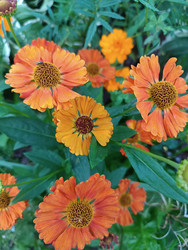Гелениум осенний (Helenium autumnale) — группа оранжевых цветов с темно-коричневой выпуклой сердцевиной на клумбе, вид сверху - Mihail_direct