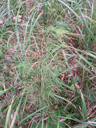 Хвощ лесной (Equisetum sylvaticum) — споровое сосудистое растение с характерными мутовками тонких игольчатых ветвей, растущее среди травы, макросъемка - Mihail_direct