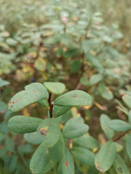 Листья голубики (Vaccinium uliginosum) крупным планом — болотный кустарник семейства Вересковые с овальными кожистыми листьями на тонком стебельке, макросъемка с размытым фоном - Mihail_direct