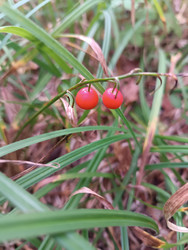 Ландыш майский (Convallaria majalis) в плодах — красные ядовитые ягоды на стебле среди длинных узких зеленых листьев, макросъемка лесного растения - Mihail_direct