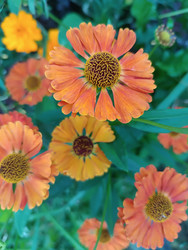 Гелениум осенний (Helenium autumnale) — оранжевые цветы с темно-коричневой/желтой выпуклой сердцевиной и зелеными листьями, макросъемка декоративных садовых цветов с размытым фоном - Mihail_direct