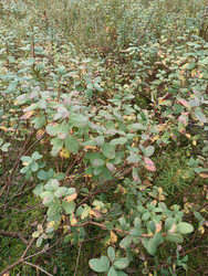 Голубика (гонобобель, Vaccinium uliginosum) — кустарники с листьями, начинающими менять цвет на осенние оттенки, болотная растительность семейства Вересковые - Mihail_direct