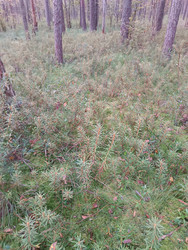 Багульник болотный (Ledum palustre / Rhododendron tomentosum) — вечнозеленый кустарник с игловидными листьями, растущий на лесной подстилке в сосновом лесу, общий план - Mihail_direct