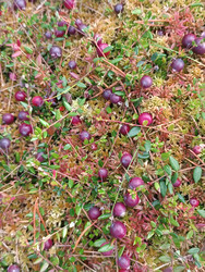 Клюква (Vaccinium oxycoccos) — болотная ягода с темно-красными (пурпурными) плодами, растущая среди сфагнового мха на болотной кочке - Mihail_direct