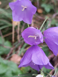 Колокольчик персиколистный (Campanula persicifolia) — фиолетовые колокольчатые цветы с видимыми тычинками, макросъемка - Mihail_direct