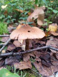 Лесной гриб (предположительно опенок Armillaria или лаковица Laccaria) на лесной подстилке среди опавших листьев, веточек и мха — макросъемка в хвойном или смешанном лесу - Mihail_direct