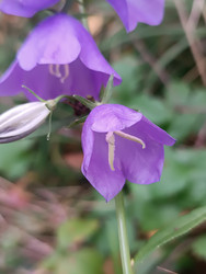 Колокольчик персиколистный (Campanula persicifolia) — фиолетовые колокольчатые цветы с тычинками и нераскрывшимся бутоном на фоне узких ланцетных листьев, макросъемка - Mihail_direct