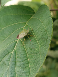 Зеленый древесный клоп или щитник (Pentatomidae) на листе — макросъемка насекомого с характерной щитовидной формой тела на зеленом листе с четко выраженными прожилками - Mihail_direct