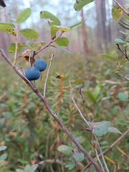 Голубика (Vaccinium uliginosum), гонобобель — дикорастущие лесные и болотные ягоды семейства Вересковые с синими плодами и сизым восковым налетом - Mihail_direct