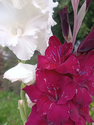Белые и темно-красные (бордовые) гладиолусы (Gladiolus) — контрастная композиция садовых цветов с гофрированными лепестками на размытом зеленом фоне, макросъемка - Mihail_direct